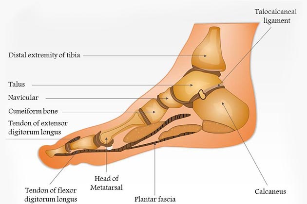انواع مفاصل پا و مشکلات ارتوپدی و درمان آنها